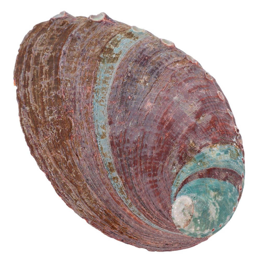 Ciieeo Natural Abalone Shell for Incense and Decoration