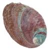 Ciieeo Natural Abalone Shell for Incense and Decoration view 1