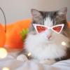 Funny Pet Sunglasses - Triangular Frame view 3