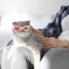 Funny Pet Sunglasses - Triangular Frame view 4