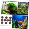 BESPORTBLE 10 Pack Coconut Shell Decoration Elements view 2