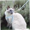 Kisangel Adjustable Small Cat Harness view 4