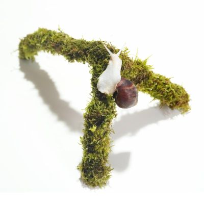 Begeterday Pet Snail Climbing Toy