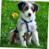 Kisangel Portable Outdoor Pet Waste Bag Holder view 4