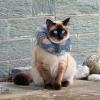 Adjustable Cat Protection Collar with Ice Cream Design view 2