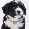 Sosoport Dog Collar with Crystals view 4