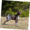 Kisangel Dog Diapers for Female Dogs view 3