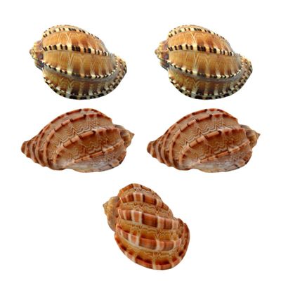 Happyyami 5-Piece Seashell Aquarium Decorations, Random Colors