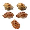 Happyyami 5-Piece Seashell Aquarium Decorations, Random Colors view 1