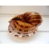 Happyyami 5-Piece Seashell Aquarium Decorations, Random Colors view 4