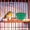 Sosoport 25-Piece Plastic Food Bowls for Bird Cages, Green view 2