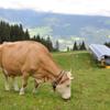Alnatura Alpine Milk, UHT, 1.5% Fat, 1,000 ml view 3