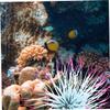 Yardwe Aquarium Decoration - Reusable Artificial Coral Tree view 3