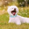 Rhinestone Dog Collar - Diamante Leather Pet Necklace view 3