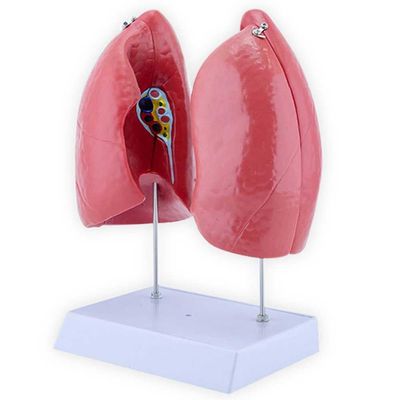YXZYFPP Life-Size Lung Model Kit with 4 Removable Parts