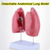 YXZYFPP Life-Size Lung Model Kit with 4 Removable Parts view 2