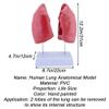 YXZYFPP Life-Size Lung Model Kit with 4 Removable Parts view 3