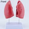 YXZYFPP Life-Size Lung Model Kit with 4 Removable Parts view 4