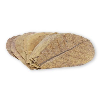 ProFlora Catappa Leaves for Aquariums – Organic Indian Almond Leaves, Natural Water Conditioner and Dietary Supplement (S, 30 Count)