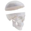 PRUJOY Human Skull Model with Removable Parts and Movable Jaw view 1