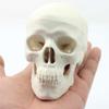 PRUJOY Human Skull Model with Removable Parts and Movable Jaw view 2