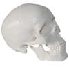 PRUJOY Human Skull Model with Removable Parts and Movable Jaw view 3