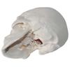PRUJOY Human Skull Model with Removable Parts and Movable Jaw view 4