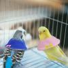 LuckyOpt Bird Recovery Collar for Small Parrots, Yellow, S view 4