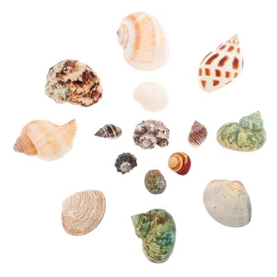 BESPORTBLE Natural Seashell Aquarium Decorations with Shells and Snail Materials, Delicate Bonsai Decor and Fish Shelter for Saltwater Aquariums, Random Style