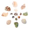 BESPORTBLE Natural Seashell Aquarium Decorations with Shells and Snail Materials, Delicate Bonsai Decor and Fish Shelter for Saltwater Aquariums, Random Style view 1