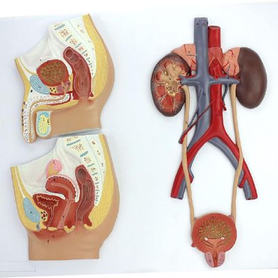 Human Anatomy Bladder Catheterization and Male/Female Urogenital System Model