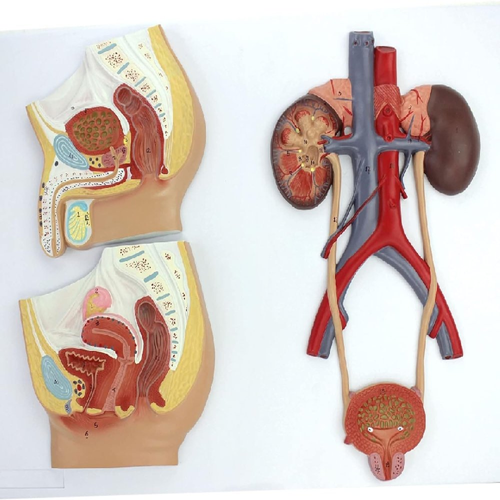 Human Anatomy Bladder Catheterization and Male/Female Urogenital System Model
