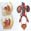 Human Anatomy Bladder Catheterization and Male/Female Urogenital System Model view 1
