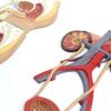 Human Anatomy Bladder Catheterization and Male/Female Urogenital System Model view 2