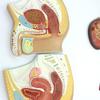 Human Anatomy Bladder Catheterization and Male/Female Urogenital System Model view 3