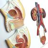 Human Anatomy Bladder Catheterization and Male/Female Urogenital System Model view 4