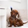 GRIRIW Nylon Bath Leash for Dogs view 4