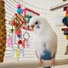 BESPORTBLE 5-Piece Acrylic Parrot Chew Toy Set view 3