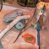 Mango-Shaped Gecko Water and Food Bowl view 3