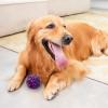 Pets Bell Ball view 4