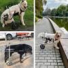 ZHTBATE Adjustable Dog Wheelchair for Hind Legs, Size M view 3