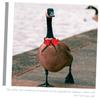 Milisten Handmade Bird Collar with Red Fabric and Metal Bell view 3