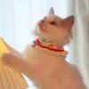 BEIJIALY Cat Collar with Bow view 3