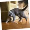 Happyyami 6-Piece Silvervine Cat Dental Chew Sticks view 2