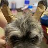 EviKoo Dog Ear Stand Up view 4