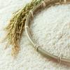 5 Star USA-Style Long-Grain Rice, 20 kg Bulk Pack view 3