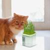 Hydroponic Cat Grass Growing Tray view 2
