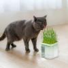 Hydroponic Cat Grass Growing Tray view 3