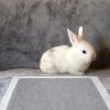 Kisangel 100-Pack Lightweight Rabbit Pee Training Pads view 2
