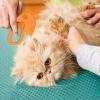 Open-Loop Pet Detangling Comb view 3